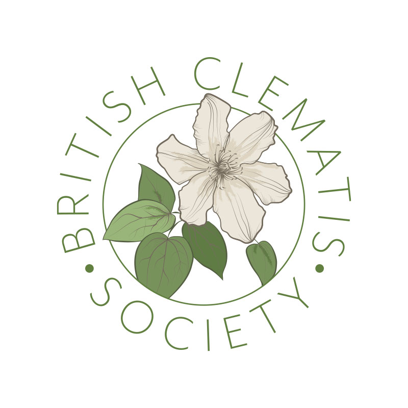 clematis