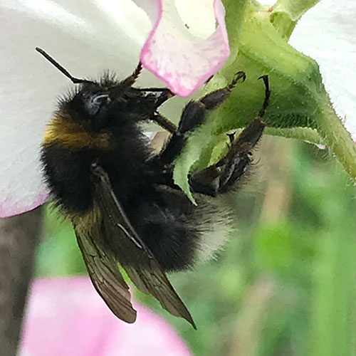 National Sweet Peas case study